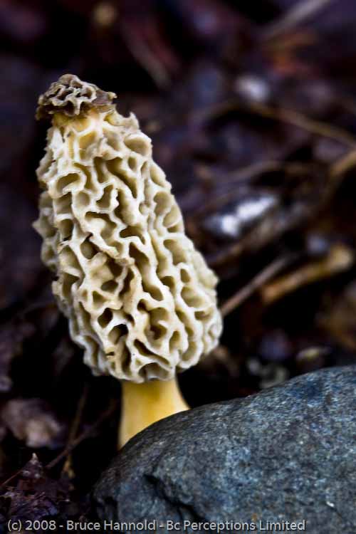 MOREL IN HIDING